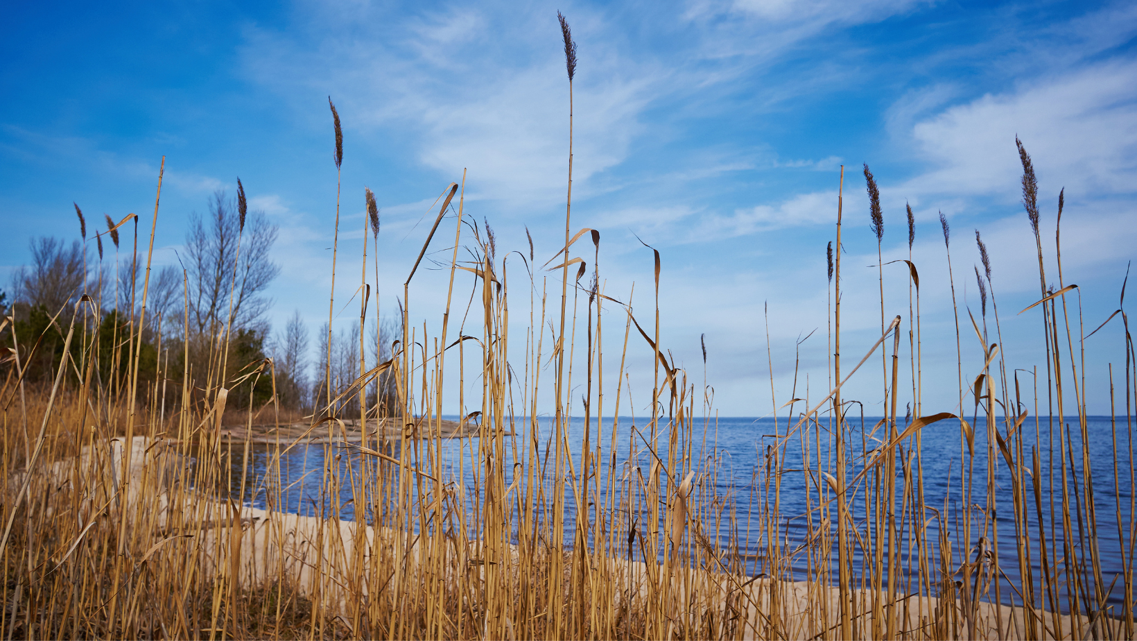 Languages, Languages of Maryland, Top 10 Languages of Maryland