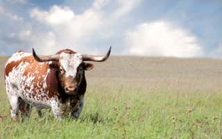 Top 10 Languages of Texas