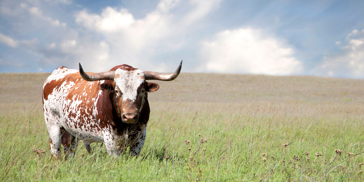 Top Languages of Texas